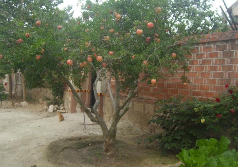 我家的石榴树.jpg
