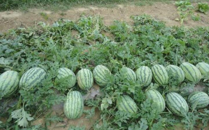 家乡的特产西瓜.jpg