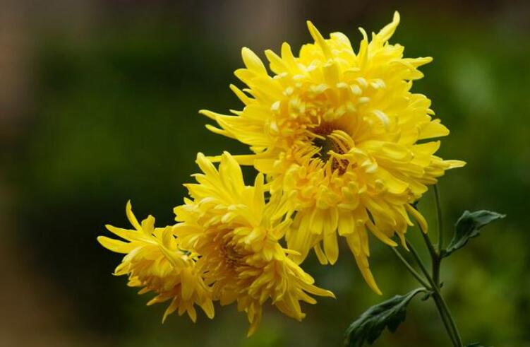 菊花.jpg 菊花.jpg