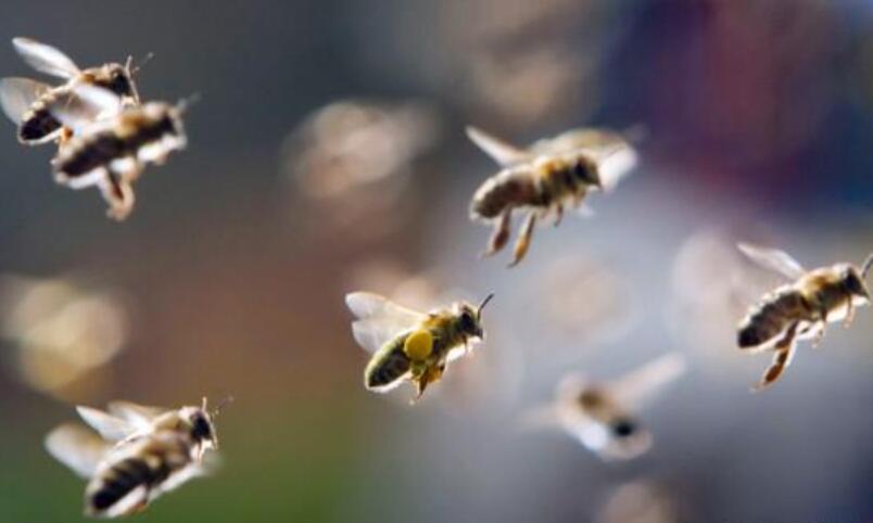 蜜蜂飞进了教室.jpg