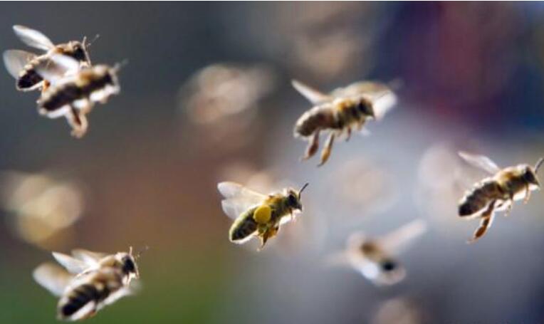 蜜蜂飞进了教室.jpg