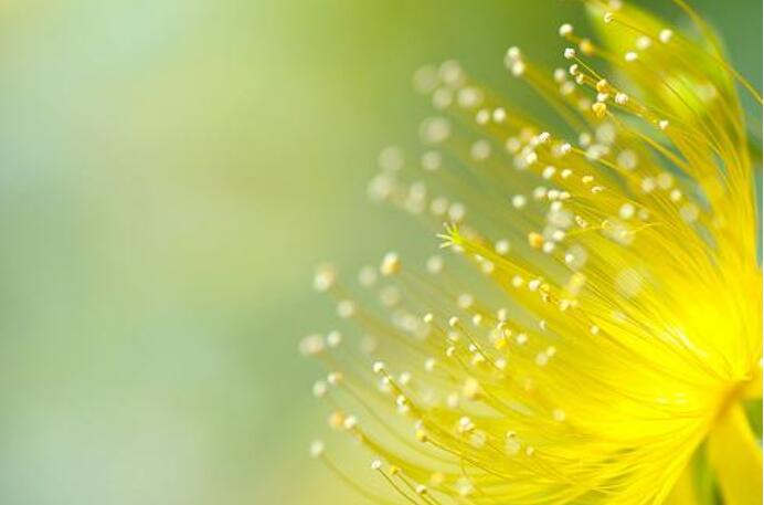 那一刻的绽放.jpg 那一刻的绽放.jpg