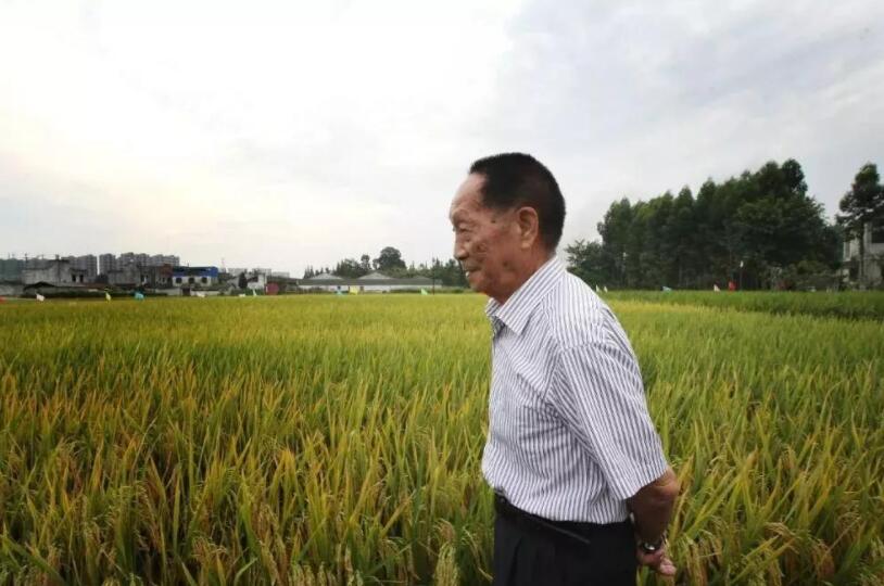 致敬袁隆平爷爷.jpg 致敬袁隆平爷爷.jpg