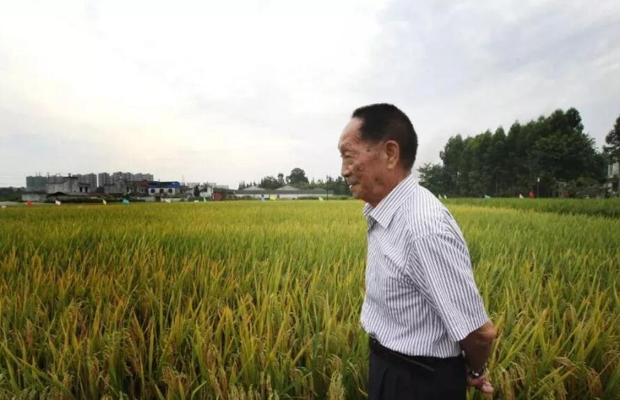 向袁隆平致敬.jpg