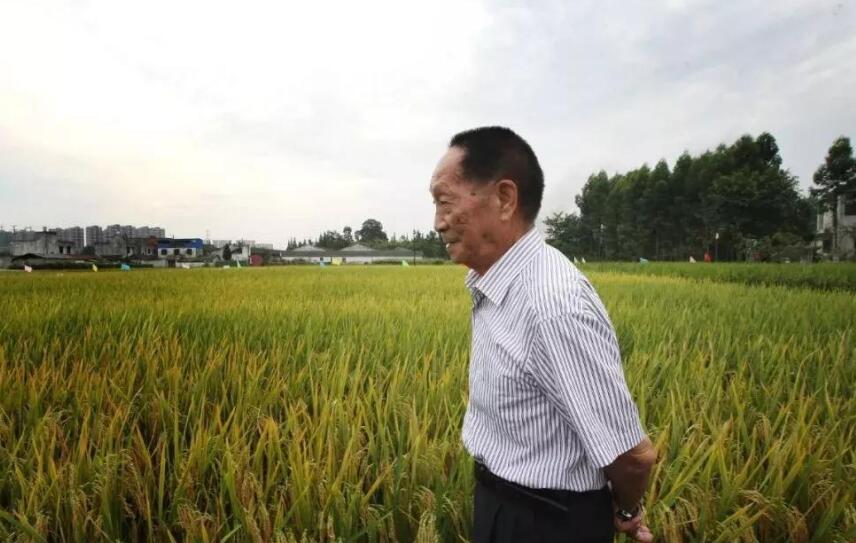 向袁隆平致敬.jpg