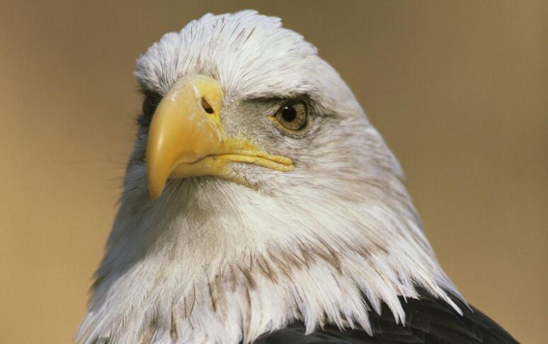 老鹰变得胆小如鼠想象.jpg 老鹰变得胆小如鼠想象.jpg