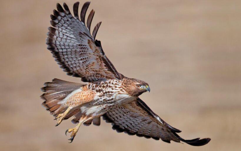 老鹰变得胆小如鼠.jpg 老鹰变得胆小如鼠.jpg