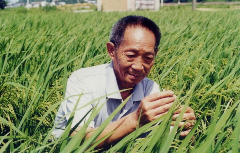 怀念袁隆平爷爷.jpg 怀念袁隆平爷爷.jpg