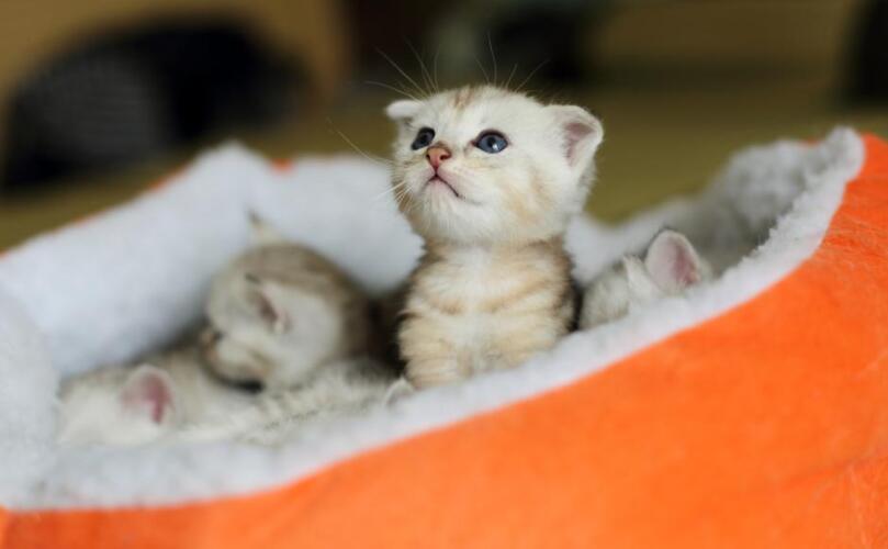 我家的小猫.jpg 我家的小猫.jpg