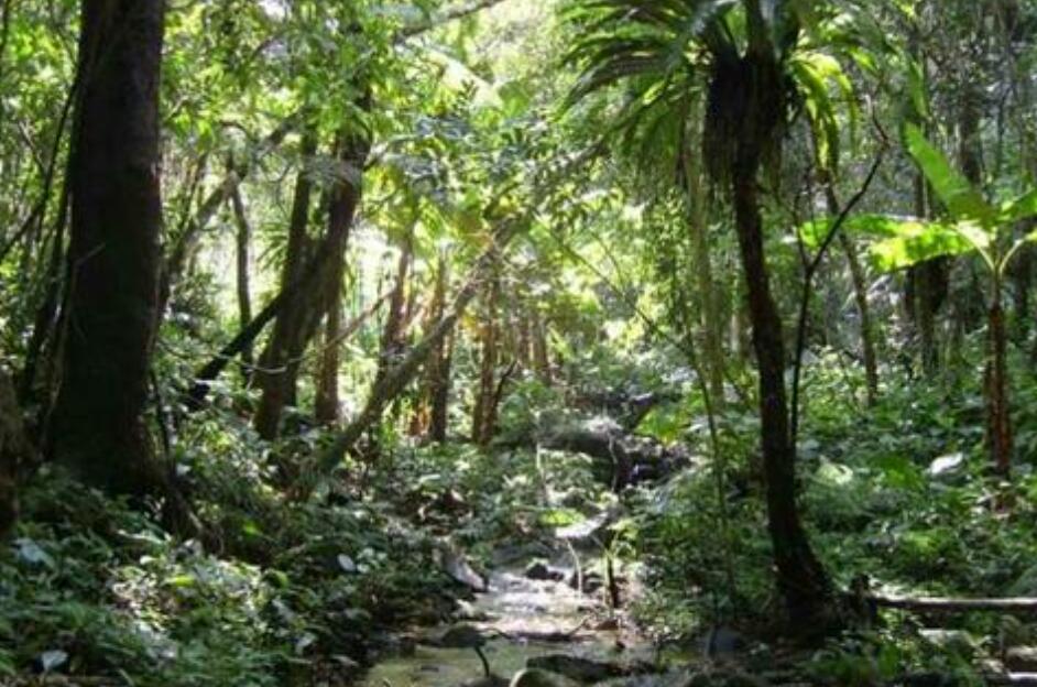 神奇的探险之旅森林.jpg 神奇的探险之旅森林.jpg