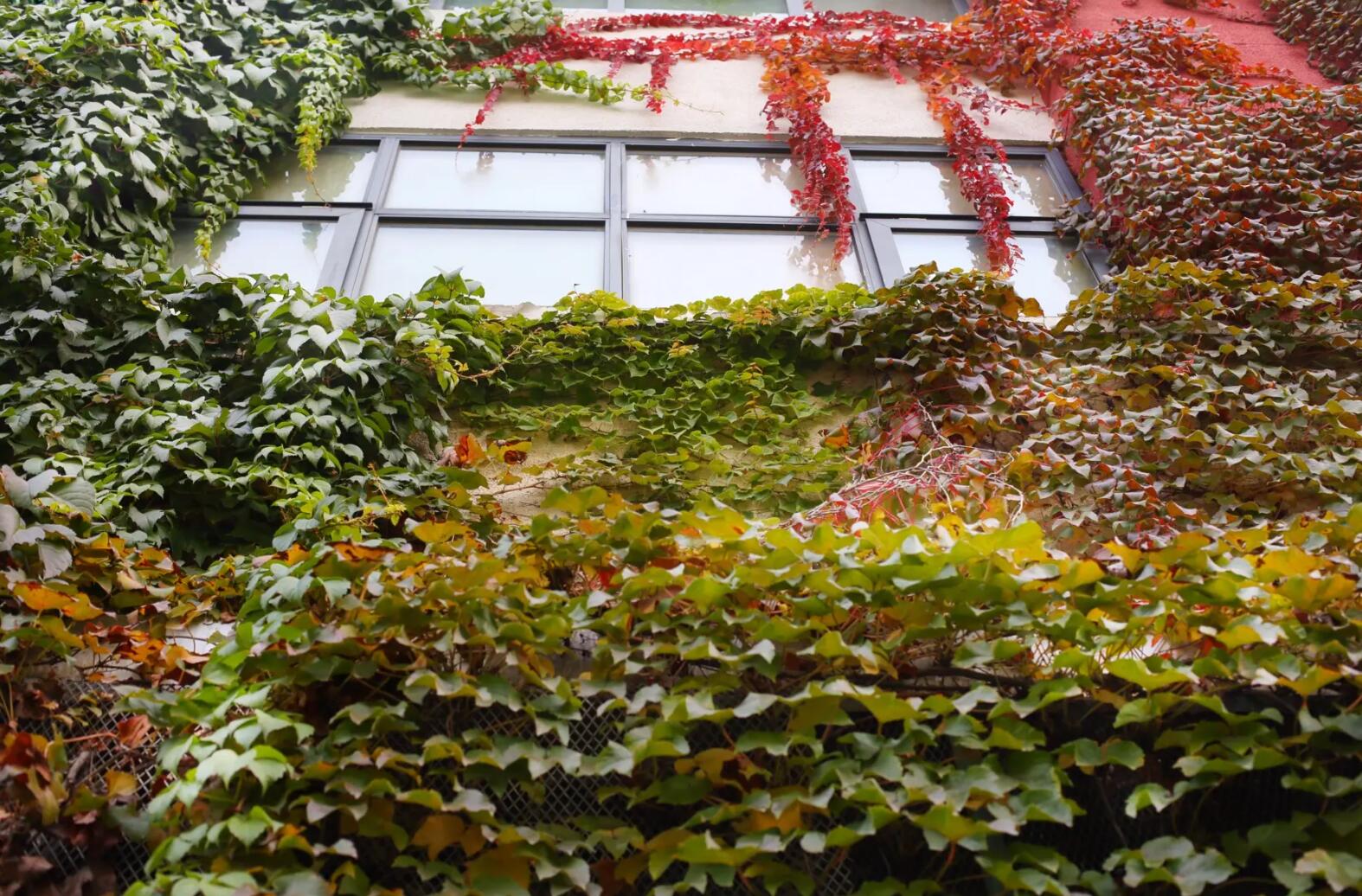我家后院的爬山虎.jpg