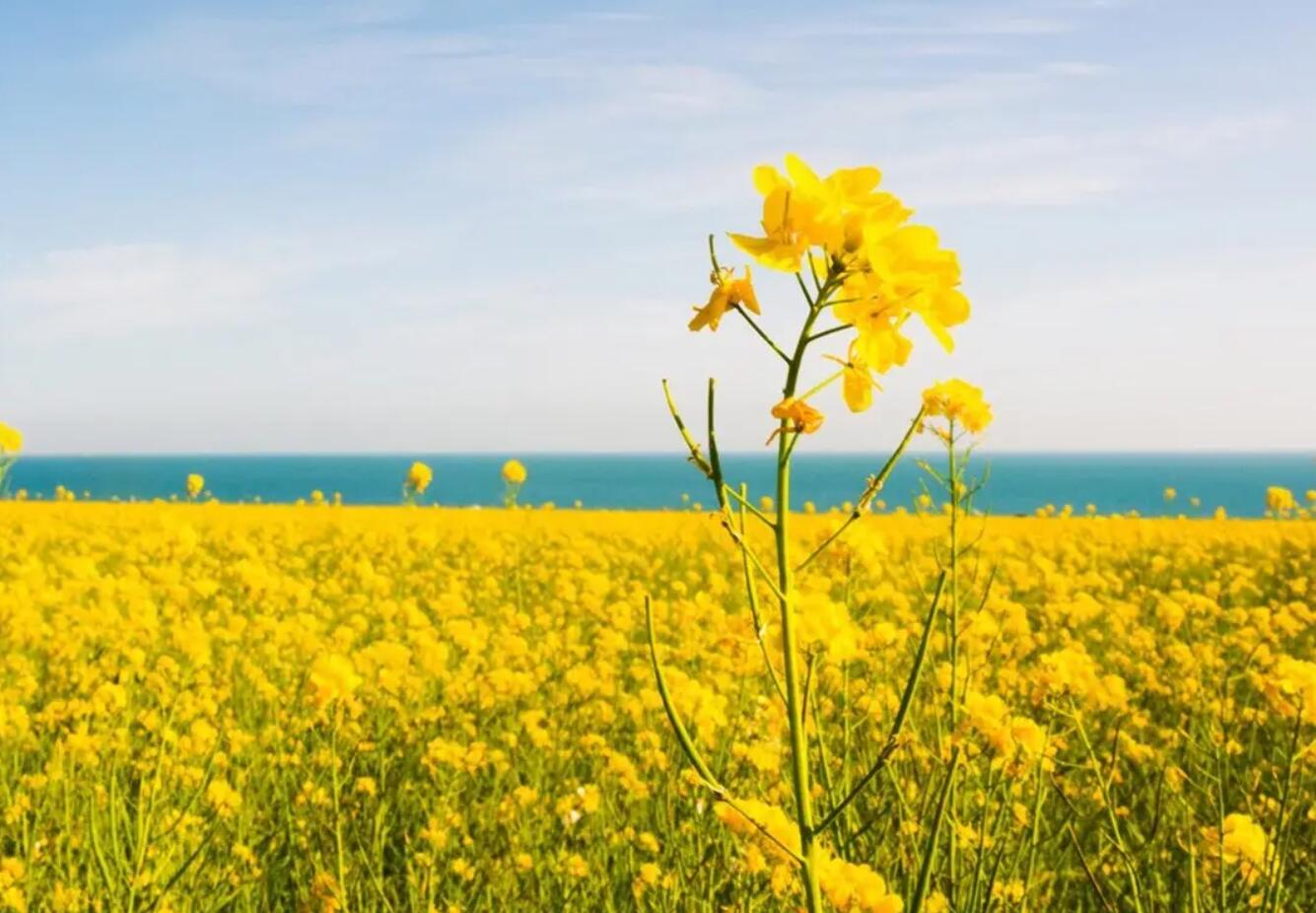 美丽.jpg 美丽.jpg