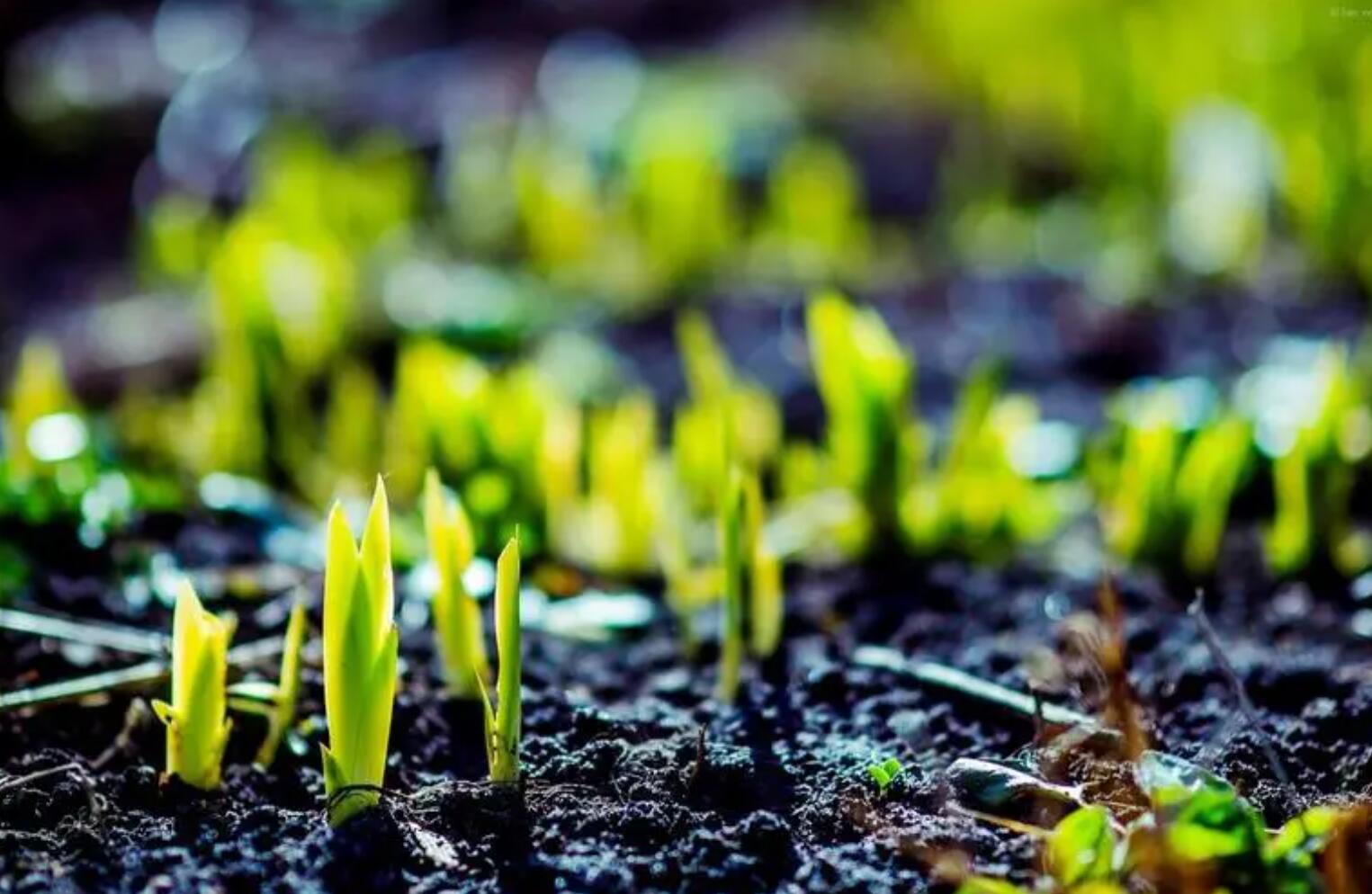 春天.jpg 春天.jpg