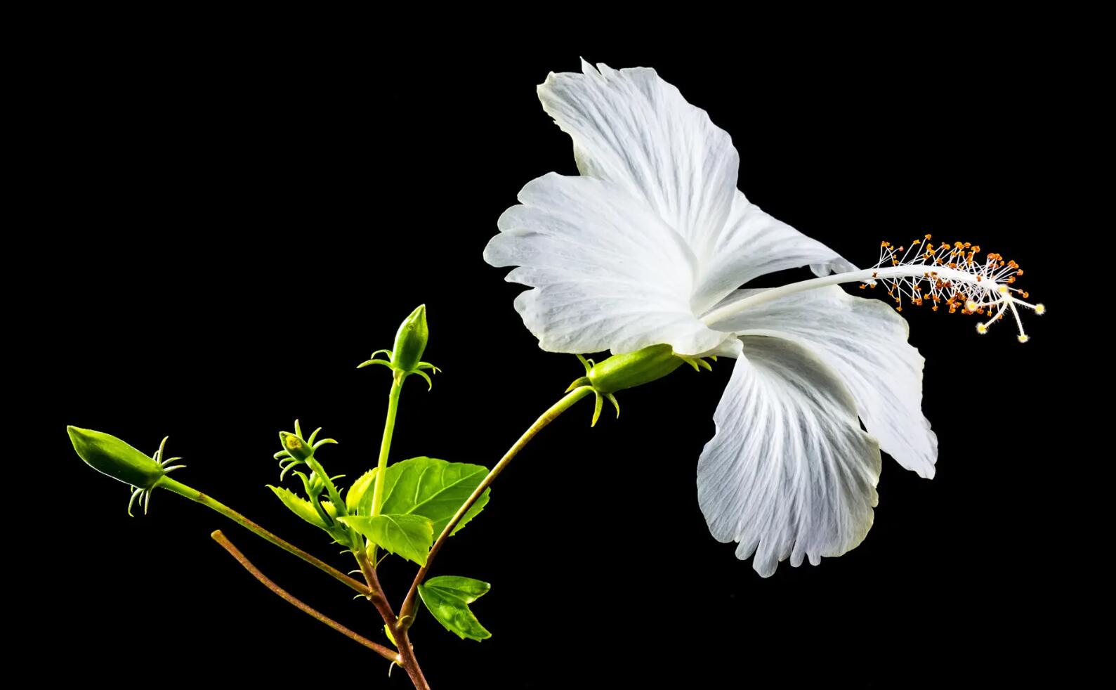 植物.jpg 植物.jpg