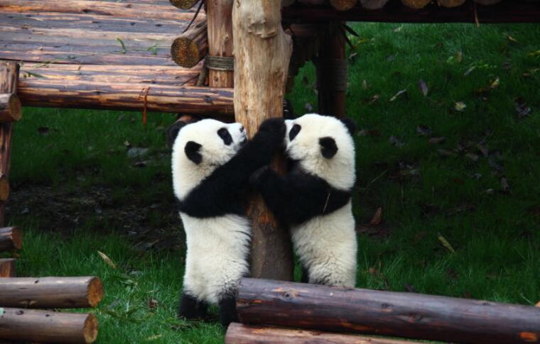 国宝大熊猫.jpg