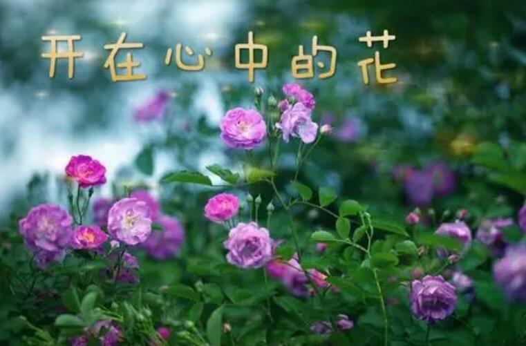 开在心中的花.jpg