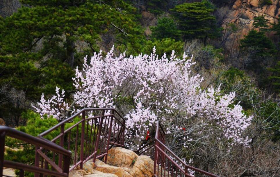 桃树和松树.jpg 桃树和松树.jpg