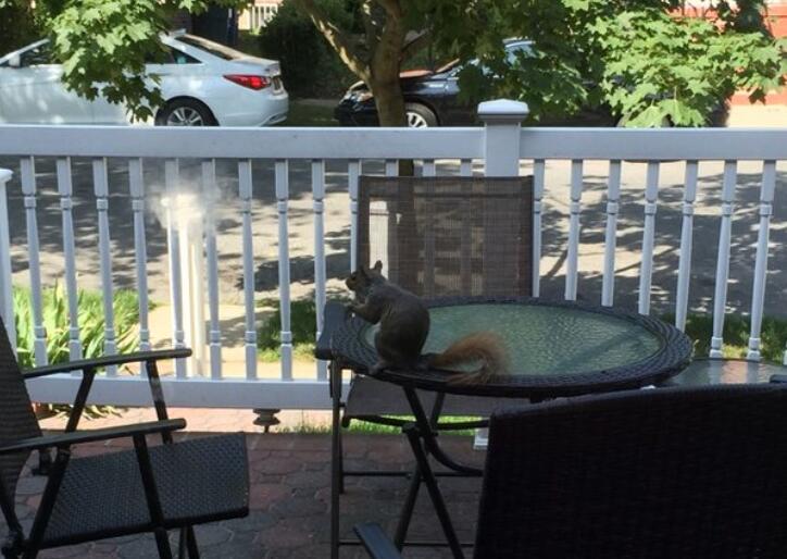 阳台来了不速之客.jpg