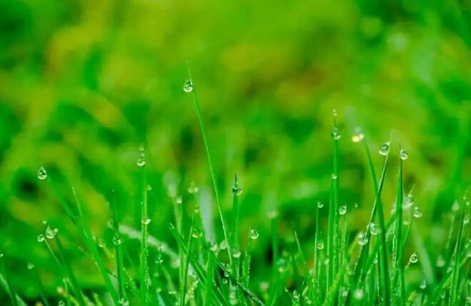 春雨.jpg 春雨.jpg