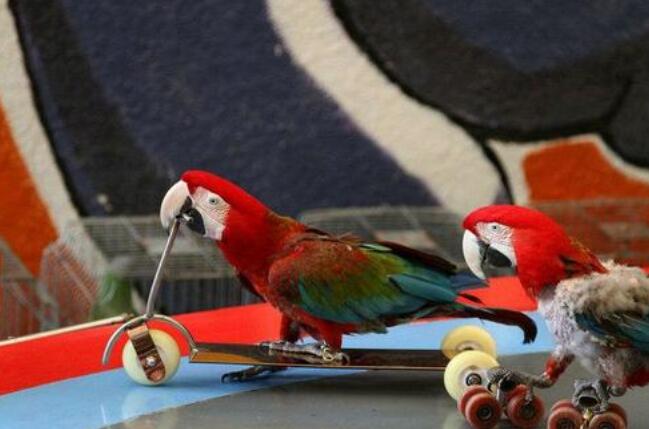 鹦鹉秀.jpg 鹦鹉秀.jpg