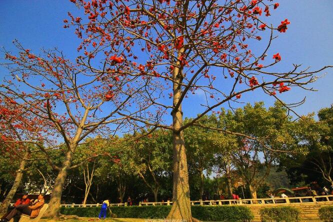 木棉树下的童年.jpg 木棉树下的童年.jpg